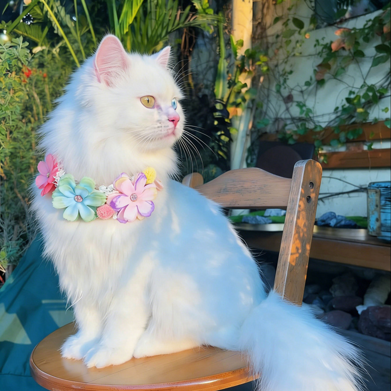 Gorgeous Colorful Flower Pet C - Photography Basic 评论和价格
