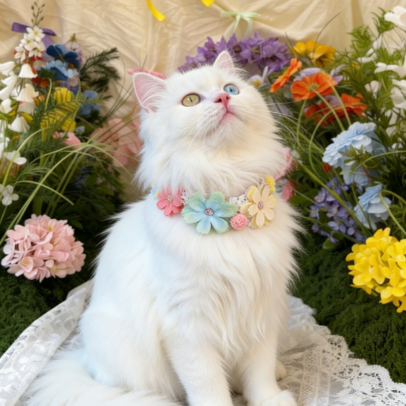Gorgeous Colorful Flower Pet C - Photography Basic 评论和价格